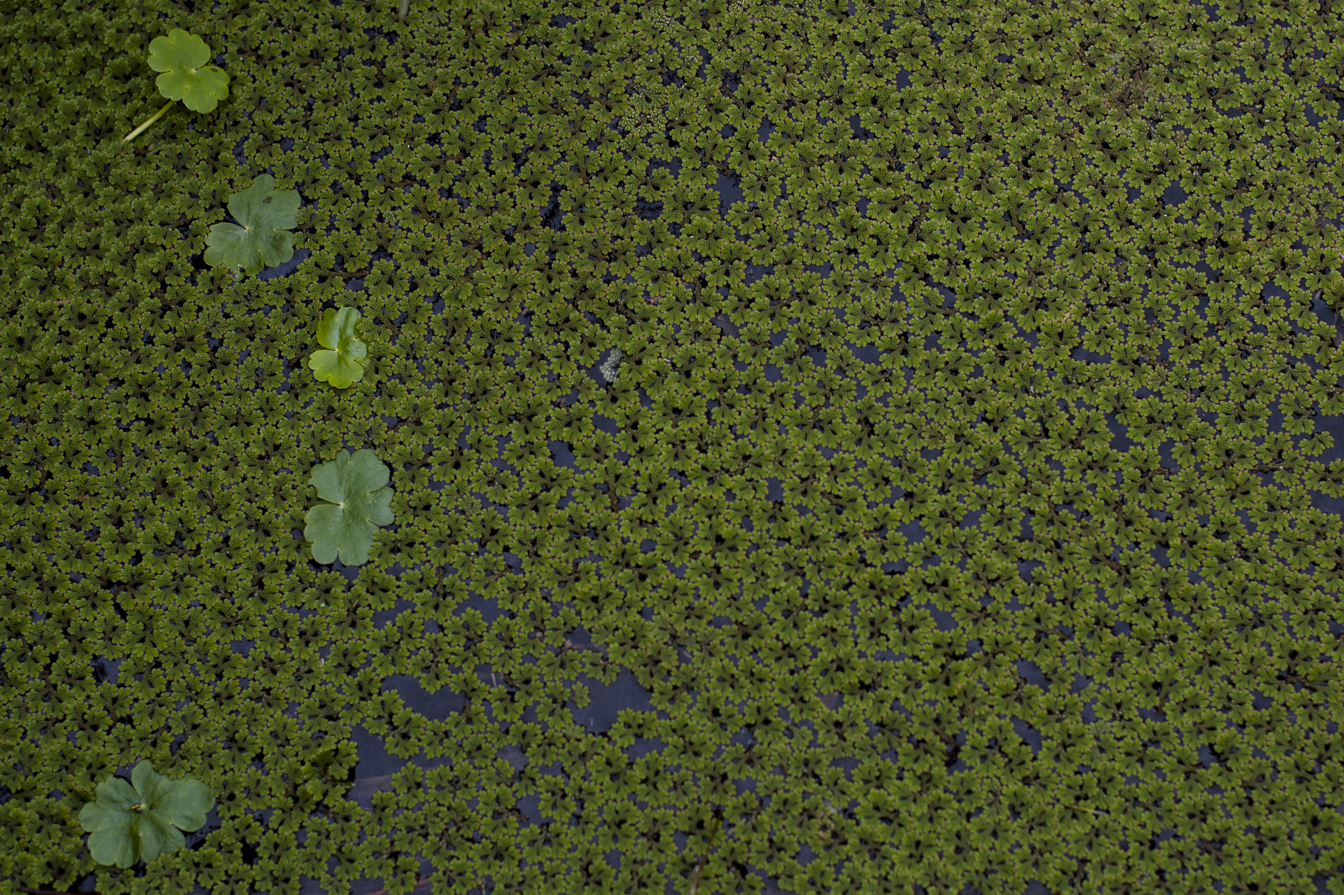 Obras Disponibles 13